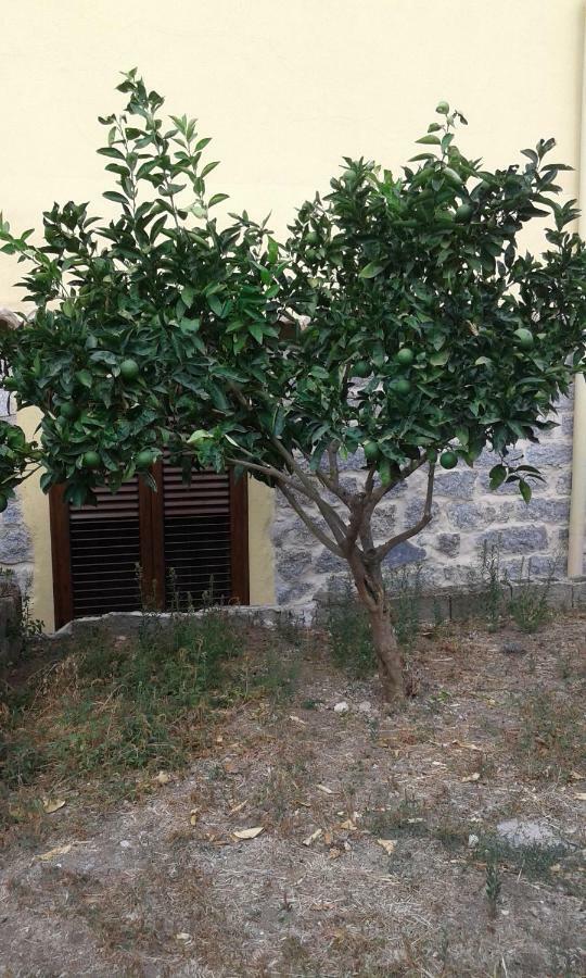 Bed and Breakfast La Collina Dei Ciliegi Sarule Экстерьер фото