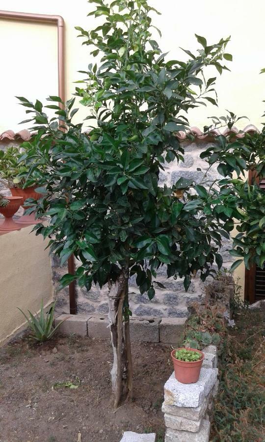 Bed and Breakfast La Collina Dei Ciliegi Sarule Экстерьер фото
